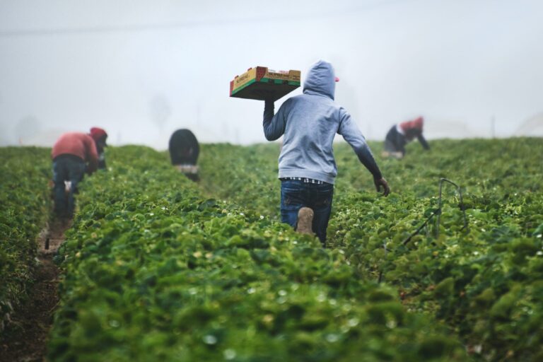 Agricultural Worker Jobs in New Zealand