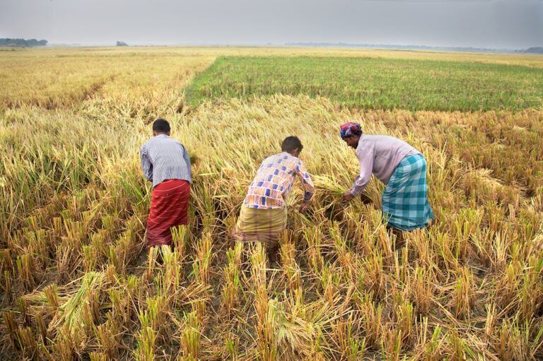 Farm Helper Jobs in Armenia