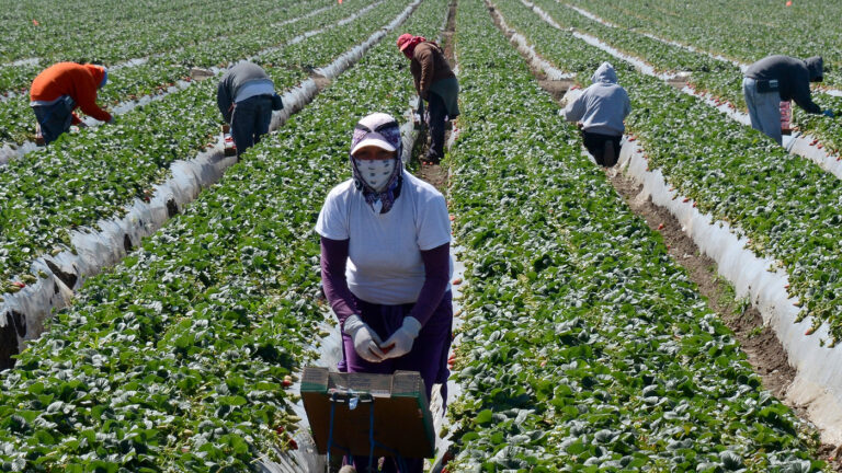 Farm Jobs in Georgia with Visa Sponsorship