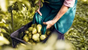 Fruit Picking and Packing Jobs in Greenland