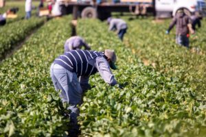 General Farm Workers Jobs in Rome