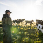 Livestock Farm Worker Jobs in New Zealand