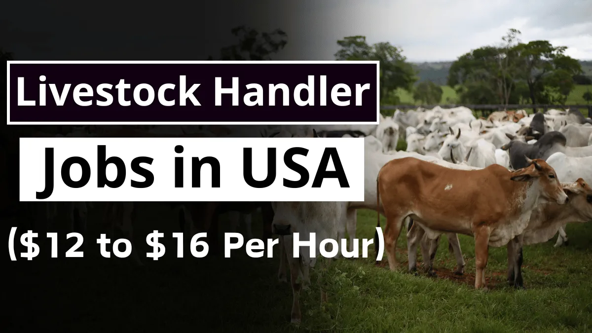 Livestock Handler Jobs in USA with Visa Sponsorship