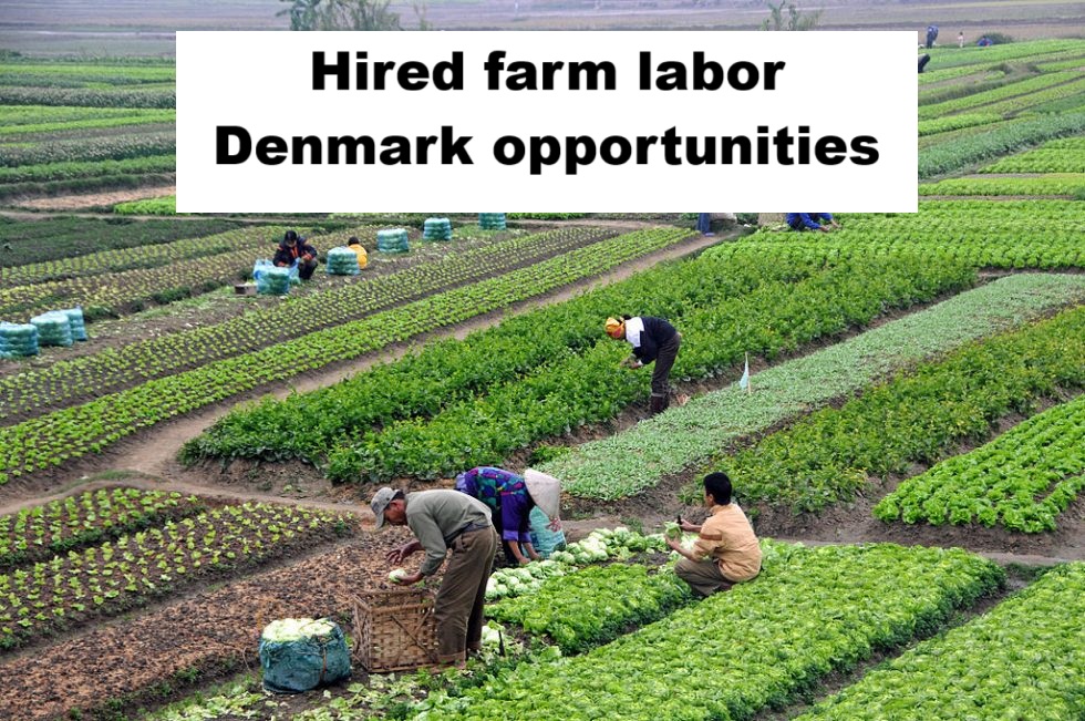 Hired farm labor Denmark