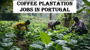Coffee Plantation Jobs in Portugal