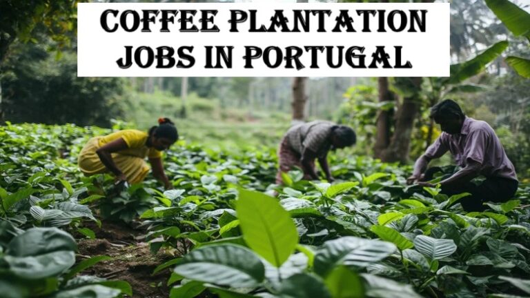 Coffee Plantation Jobs in Portugal
