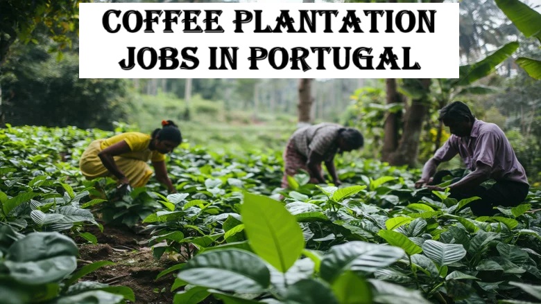Coffee Plantation Jobs in Portugal
