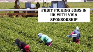Fruit Picking Jobs in UK