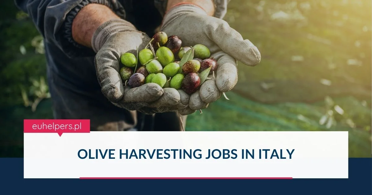 Olive Farm Worker Jobs in Italy
