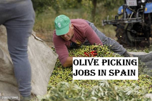 Olive Picking Jobs in Spain
