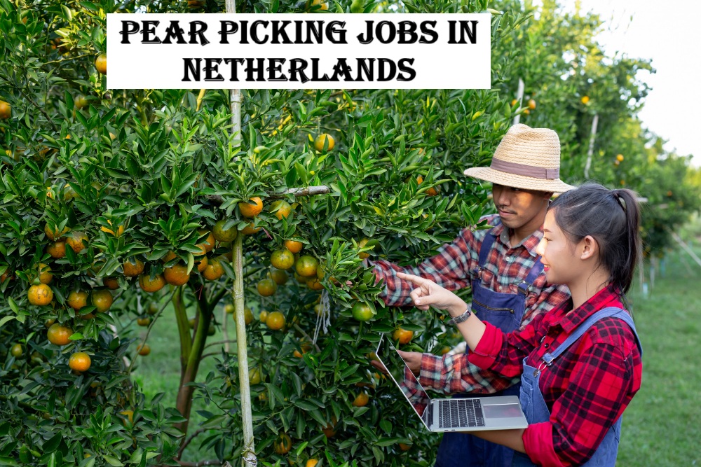 Pear Picking Jobs in Netherlands