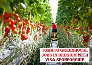 Tomato Greenhouse Jobs in Belgium