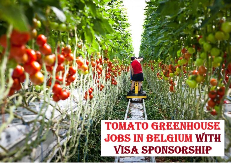 Tomato Greenhouse Jobs in Belgium