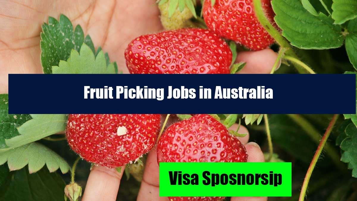 Fruit Picking Jobs in Australia