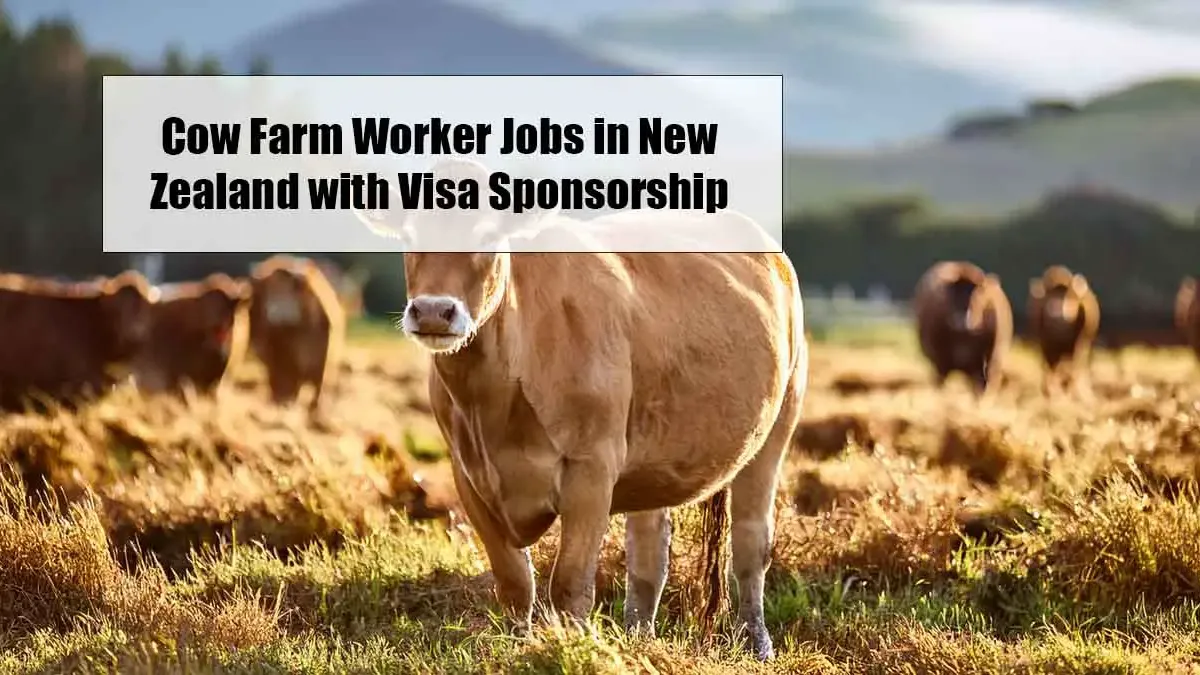 Cow Farm Worker Jobs in New Zealand