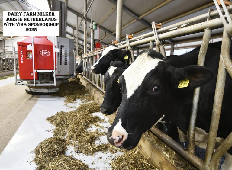 Dairy Farm Milker Jobs in Netherlands