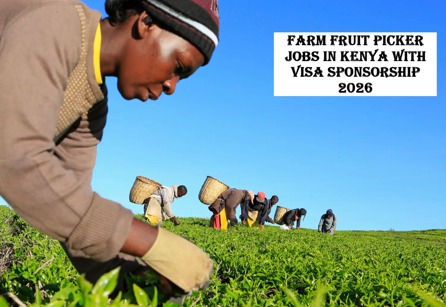 Farm Fruit Picker Jobs in Kenya