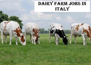 Dairy Farm Jobs in Italy