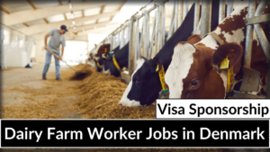 Dairy Farm Worker Jobs in Denmark 2026