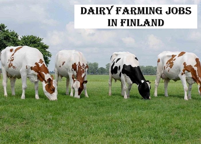 Dairy Farming Jobs in Finland