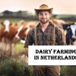 Dairy Farming Jobs in Netherlands 2026