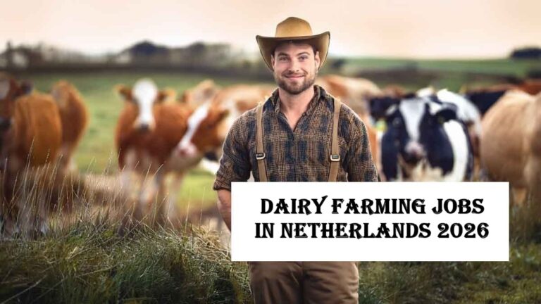 Dairy Farming Jobs in Netherlands 2026