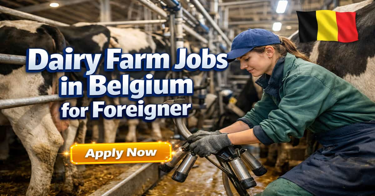 Dairy Jobs in Belgium