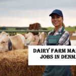 Dairy Farm Manager Jobs in Denmark