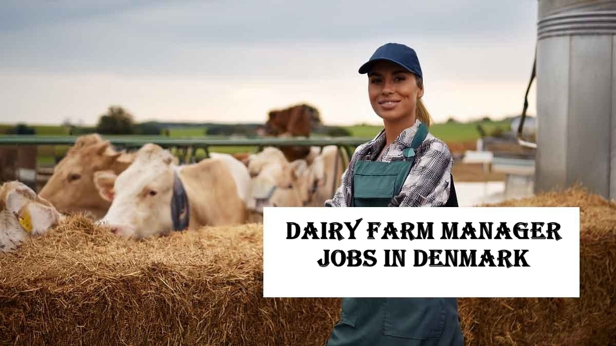 Dairy Farm Manager Jobs in Denmark