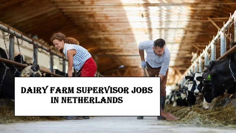 Dairy Farm Supervisor Jobs in Netherlands