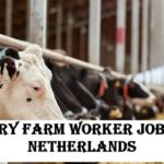 Dairy Farm Worker Jobs in Netherlands