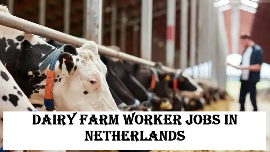 Dairy Farm Worker Jobs in Netherlands