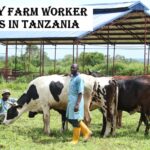 Dairy Farm Worker Jobs in Tanzania