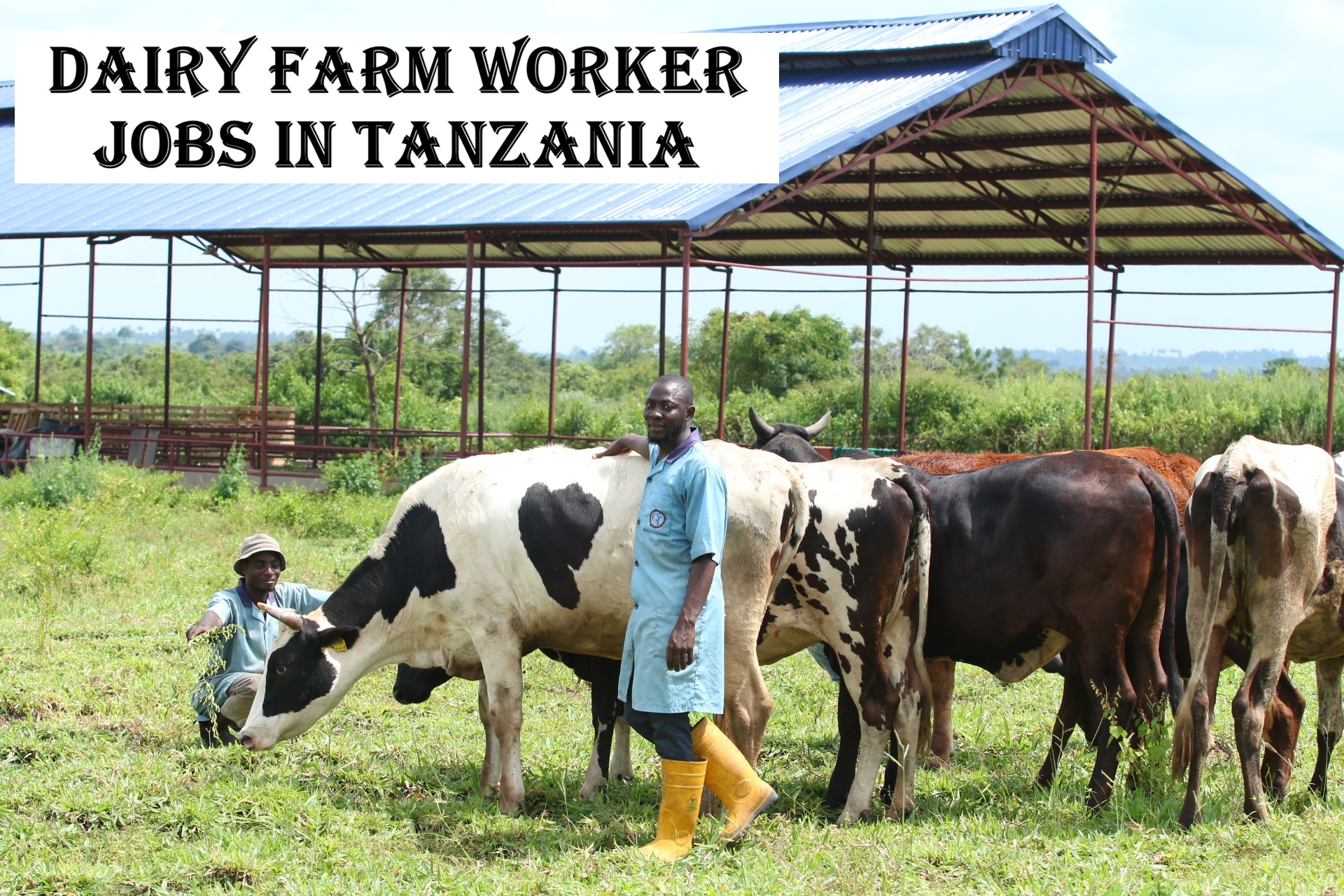 Dairy Farm Worker Jobs in Tanzania