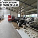 Dairy Processing Jobs in Switzerland