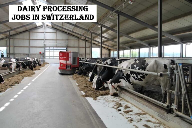 Dairy Processing Jobs in Switzerland