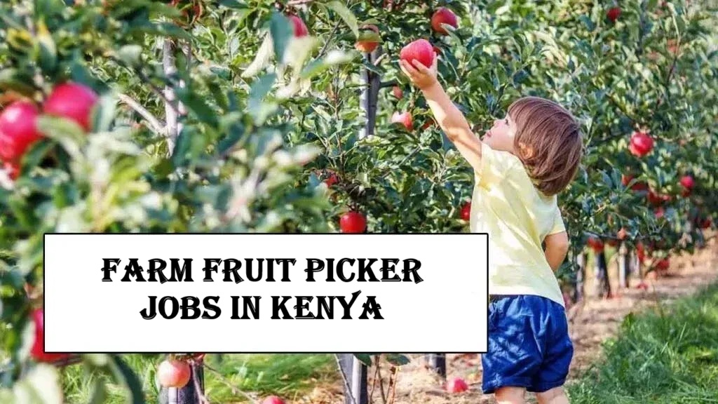 Farm Fruit Picker Jobs in Kenya