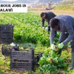 Farm Labour Jobs in Malawi