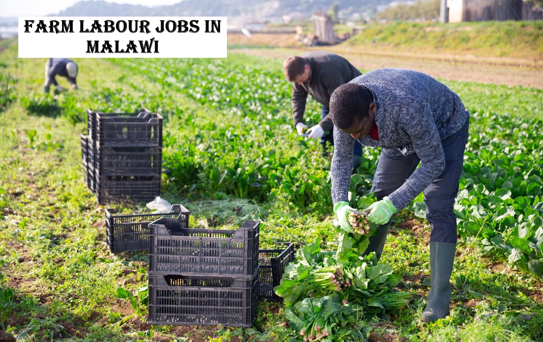Farm Labour Jobs in Malawi