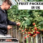 Fruit Packer Jobs in UK