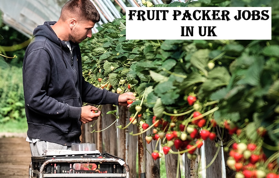 Fruit Packer Jobs in UK