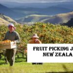 Fruit Picking Jobs in New Zealand