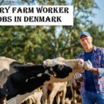 Dairy Farm Worker Jobs in Denmark