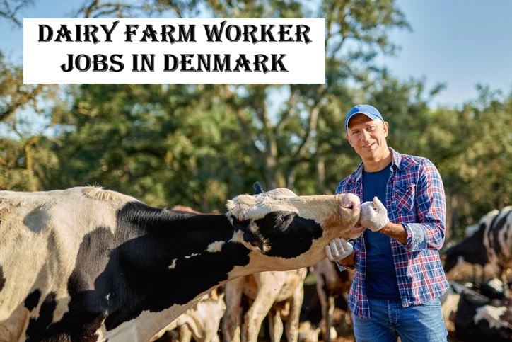 Dairy Farm Worker Jobs in Denmark