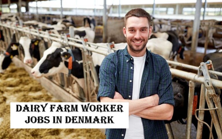 Dairy Farm Worker Jobs in Denmark