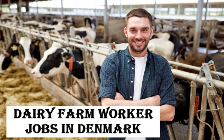 Dairy Farm Worker Jobs in Denmark