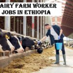 Dairy Farm Worker Jobs in Ethiopia