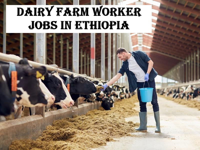 Dairy Farm Worker Jobs in Ethiopia