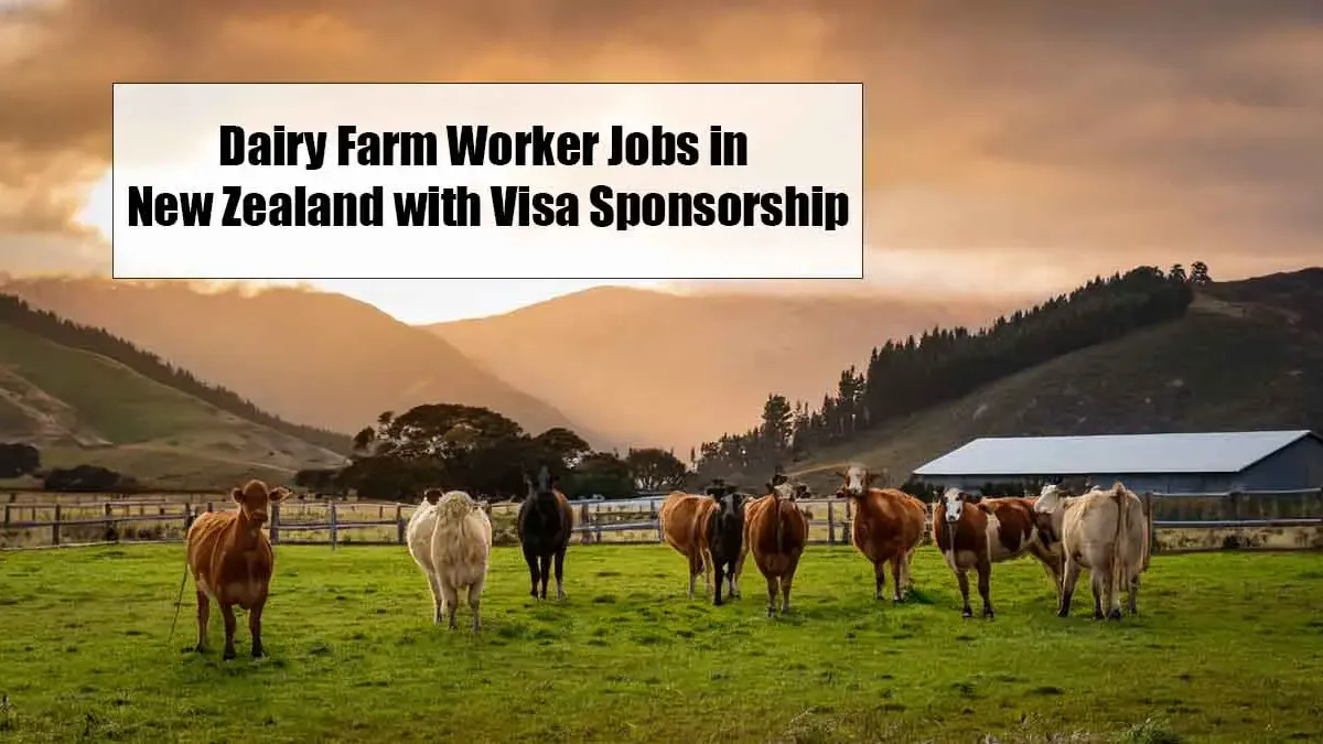 Dairy Farm Worker Jobs in New Zealand