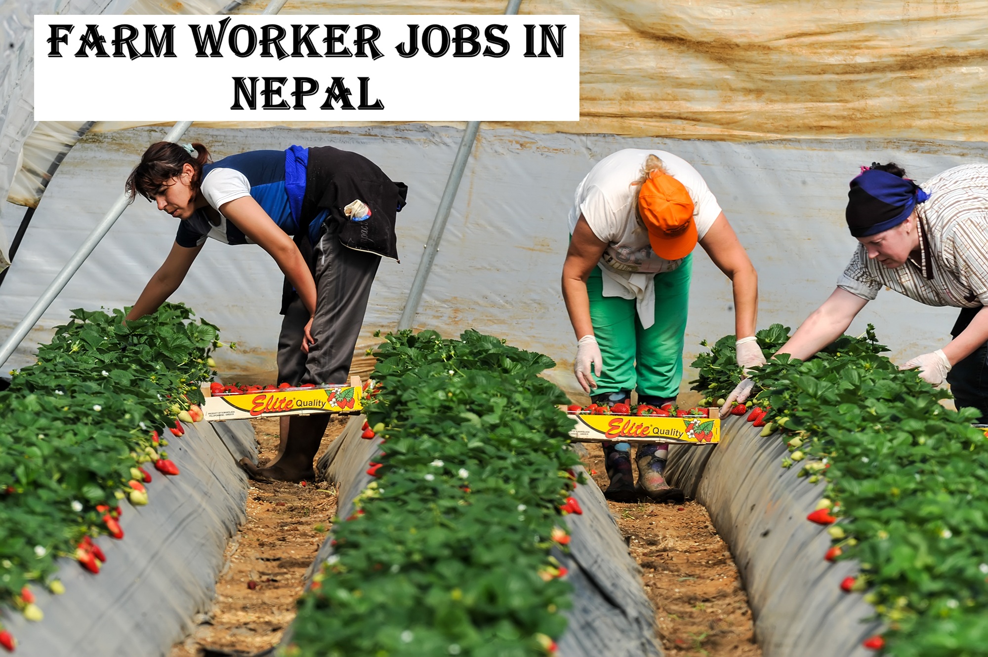 Farm Worker Jobs in Nepal